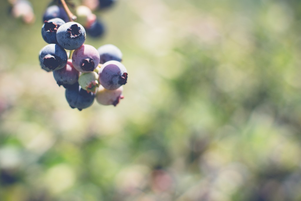 Fuchsiadale Blueberries-11