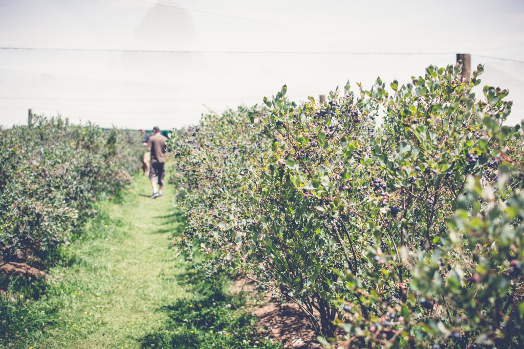 Fuchsiadale Blueberries-13