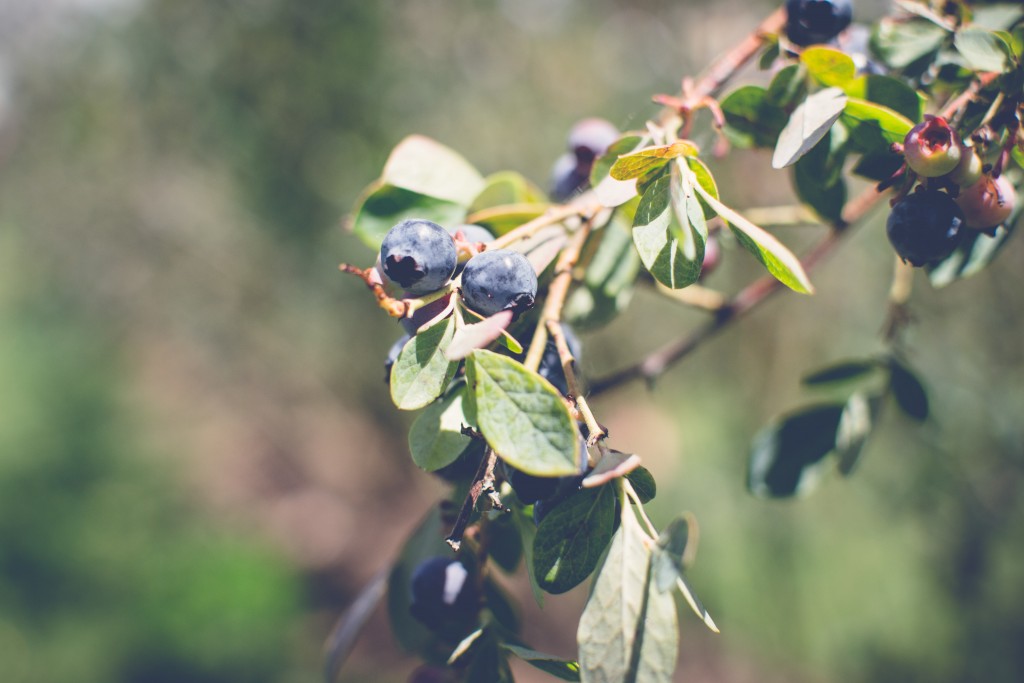 Fuchsiadale Blueberries-14