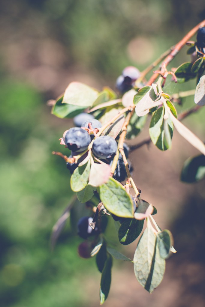 Fuchsiadale Blueberries-15