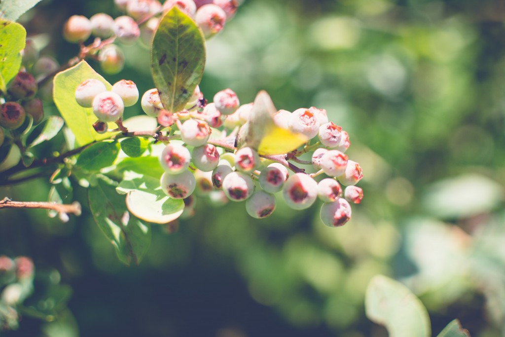 Fuchsiadale Blueberries-42