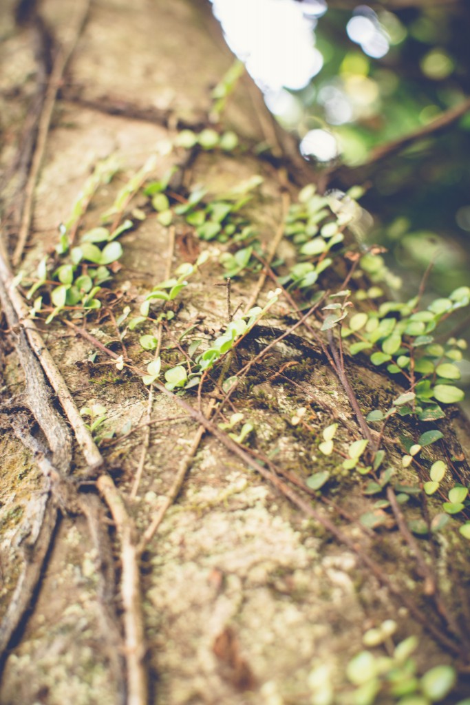 Wainui Falls Adventure-101