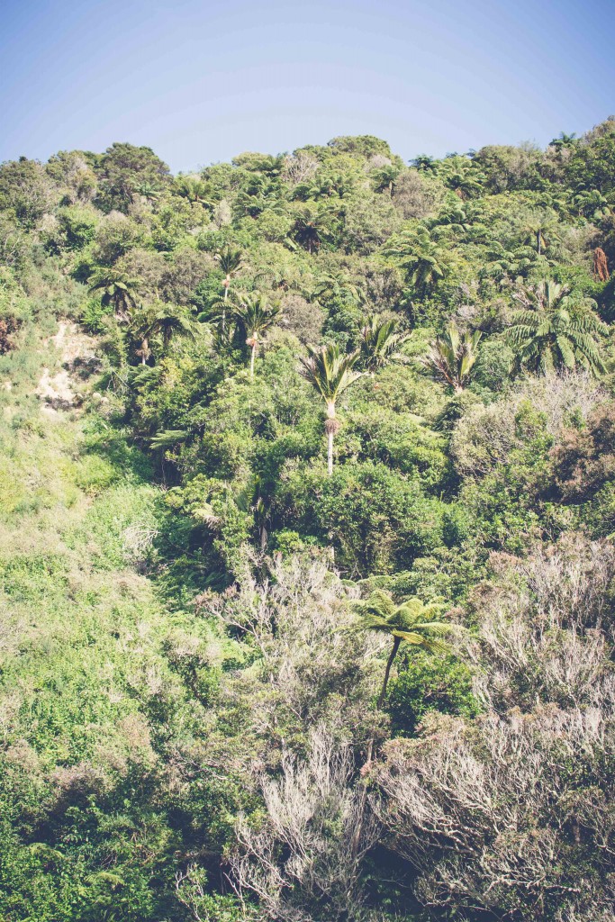 Wainui Falls Adventure-14