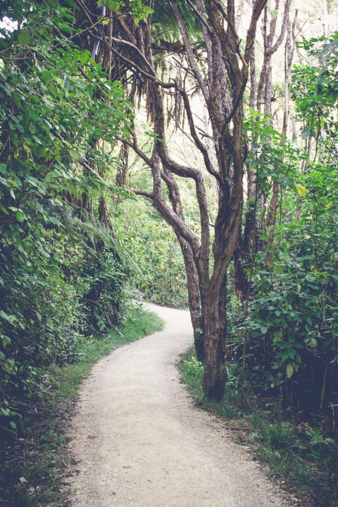 Wainui Falls Adventure-19