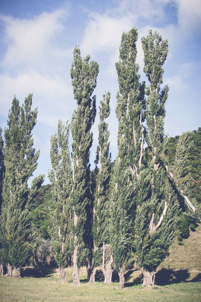 Wainui Falls Adventure-3