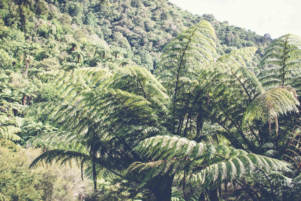 Wainui Falls Adventure-30